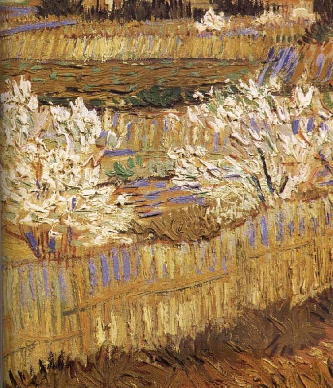Vincent Van Gogh Detail of blooming peach Sweden oil painting art